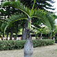 Bottle Palm