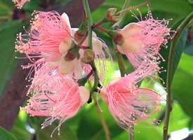 Barringtonia racemosa Small Image 1