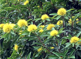 Xanthostemon chrysanthus  Small Image 1