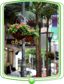铜 锣 湾 街 道 上 的 灯 柱 缀 上 花 篮 ， 令 闹 市 平 添 缤 纷 色 彩 ， 生 意 盎 然 。