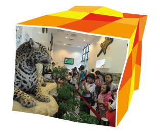 香港動植物公園教育及展覽中心展出雌性美洲虎的標本。