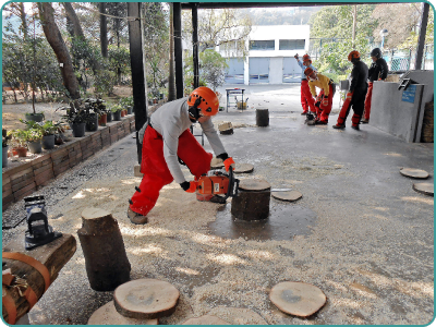 训练课程的参加者学习使用链锯修剪树木的正确方法。