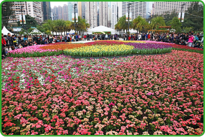 「二零一四年香港花卉展览」展出超过35万株开花植物。