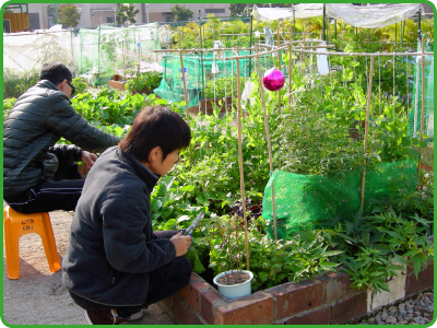 「社區園圃計劃」的參加者在獲編配的小園圃栽種植物。