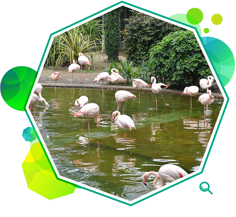 The flamingos are a main attraction of the Bird Lake in Kowloon Park.