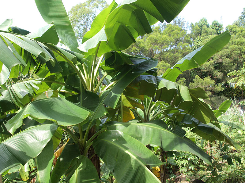 大蕉树