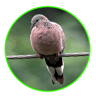 珠颈斑鸠 Spotted Dove