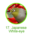 Japanese White-eye