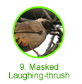 Masked Laughing-thrush