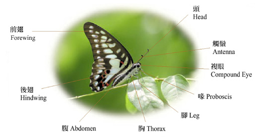 蝴蝶身体结构