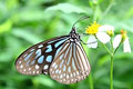 擬旖斑蝶