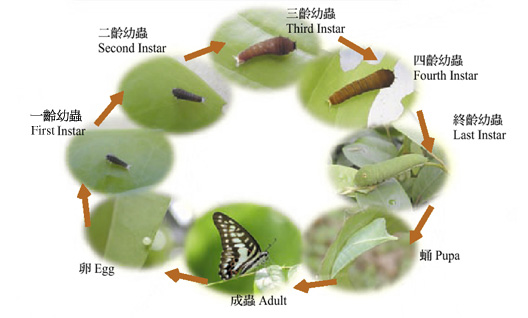 Life History of a Butterfly