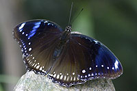 幻紫斑蛺蝶 (雌性) 