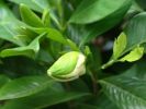 Gardenia jasminoides var. fortuniana 1