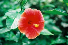 大紅花Hibiscus rosa-sinensis
