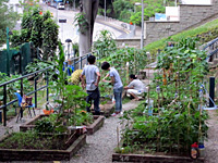 社區園圃及種植研習班 3