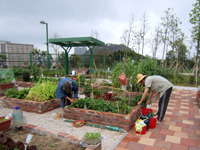 社區園圃及種植研習班 4