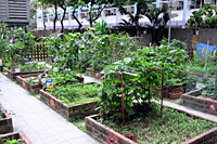 社区园圃及种植研习班 3