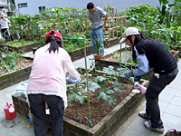 社區園圃及種植研習班 4