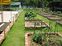 社区园圃及种植研习班 1