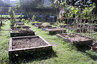 社区园圃及种植研习班 2