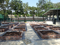 社区园圃及种植研习班 4