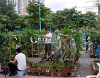 社區園圃及種植研習班 1