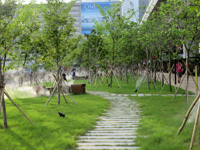 Waterfront tree walk
