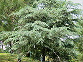 Pine Tree Path 2