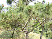 Pine Tree Path 3