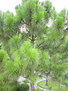 Pine Tree Path 4