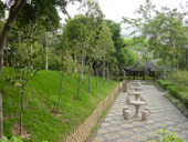Lotus-Flowered Magnolia Path 1