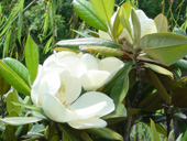 Lotus-Flowered Magnolia Path 2