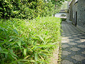 Bamboo Path 2