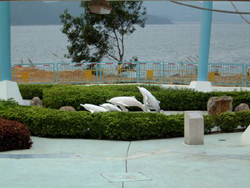 中華白海豚雕塑 1