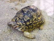 豹紋龜