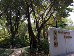 Malvaceae Garden