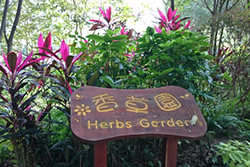 Herbs Garden 