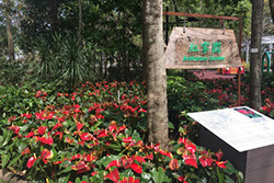 Anthurium Garden