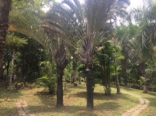 棕櫚園