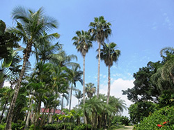 棕榈园