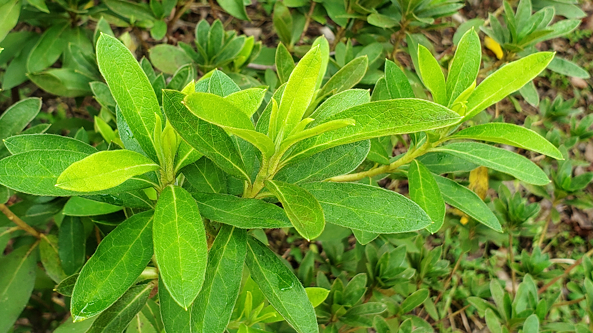 Rhododendron mucronatum