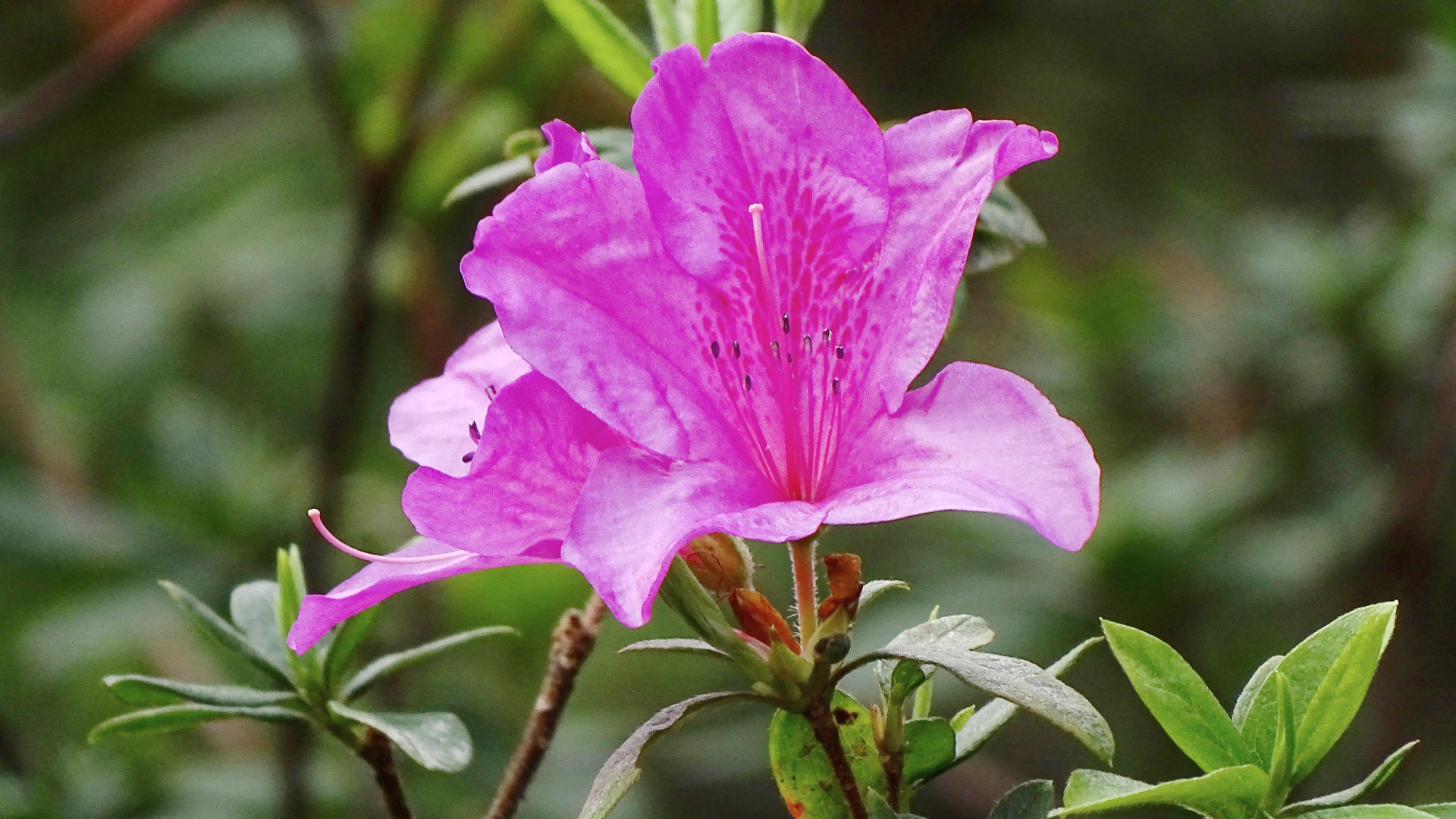 Rhododendron pulchrum var. phoeniceum