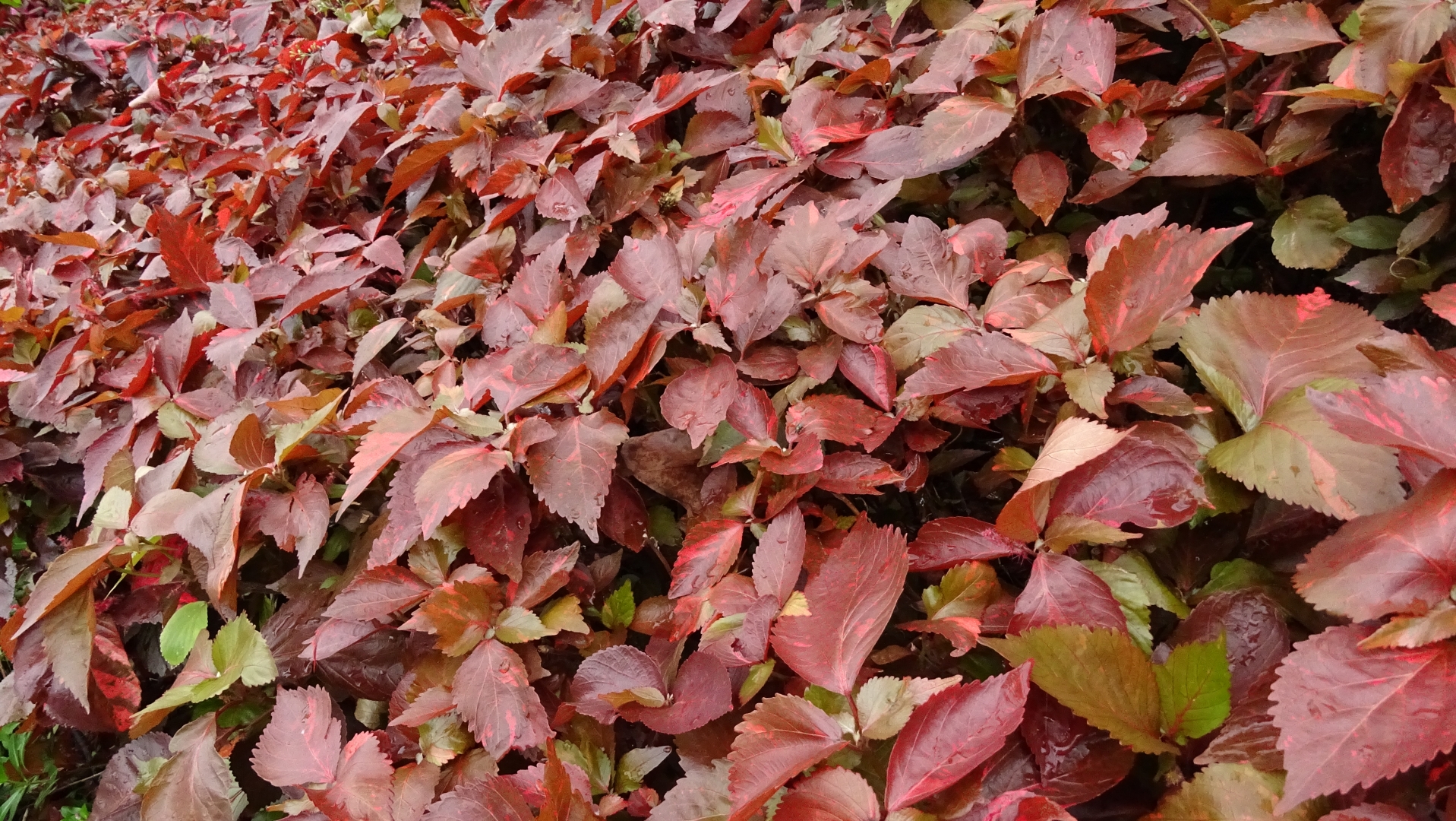 紅桑