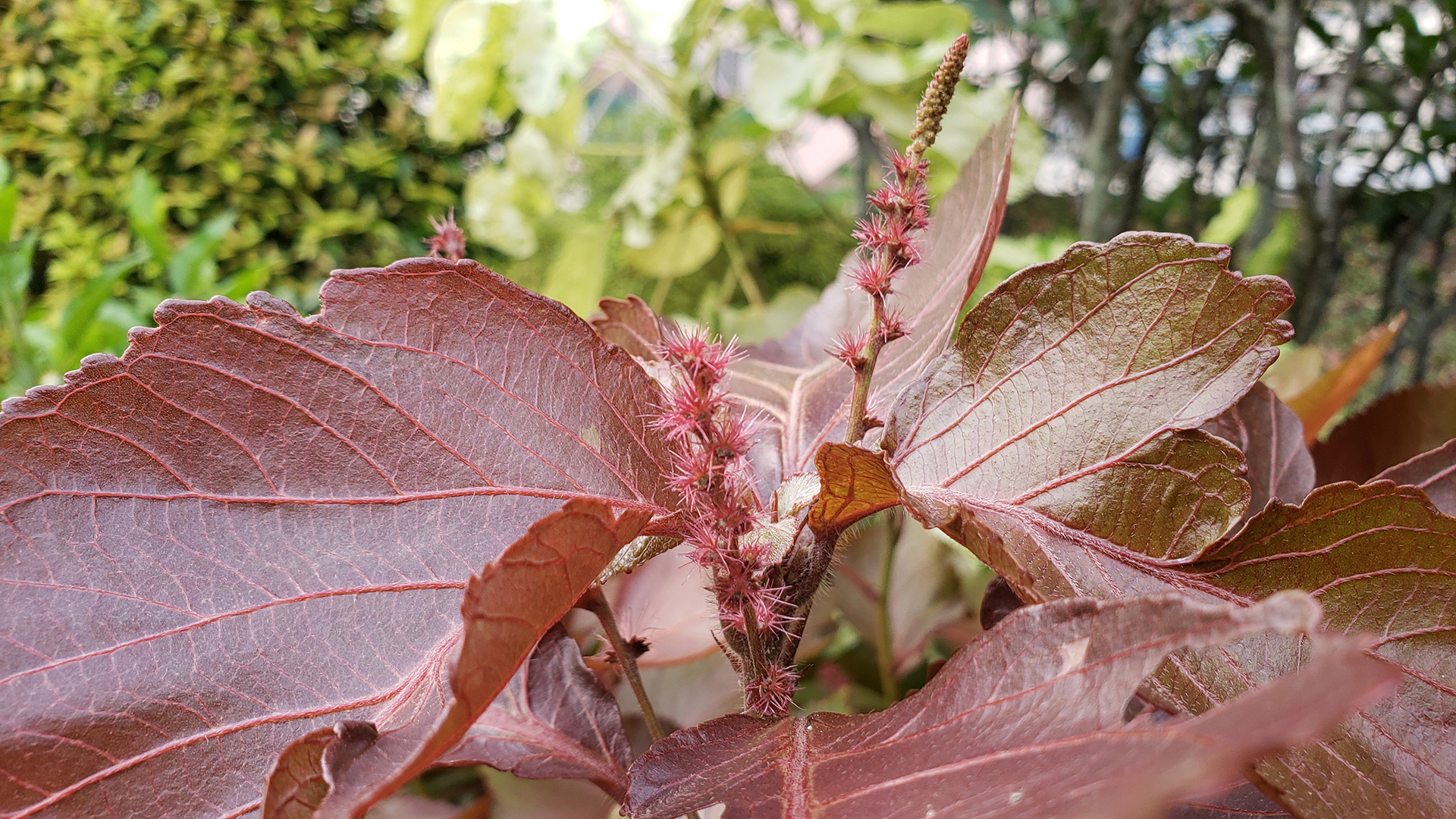 紅桑