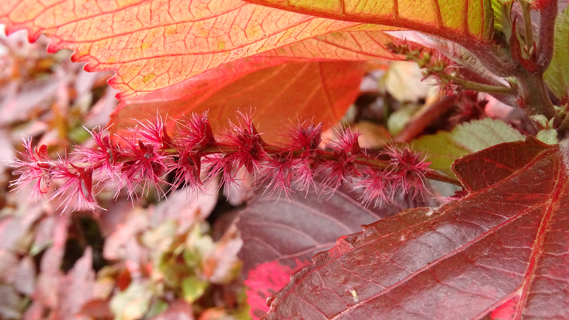 紅桑