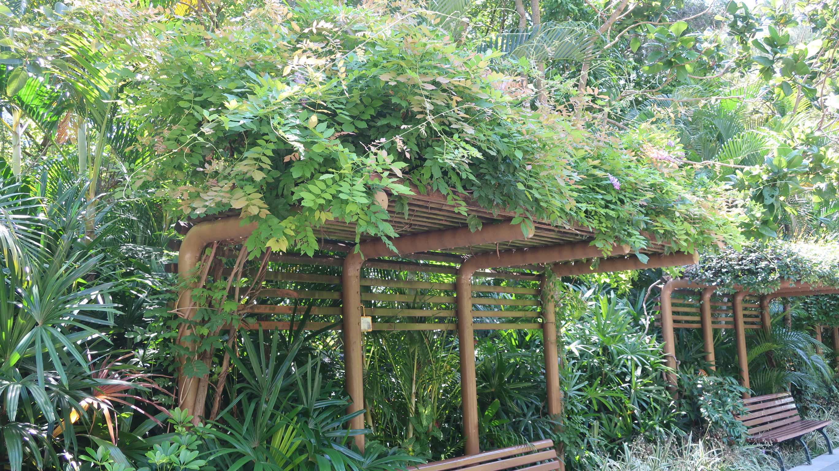 Wisteria sinensis