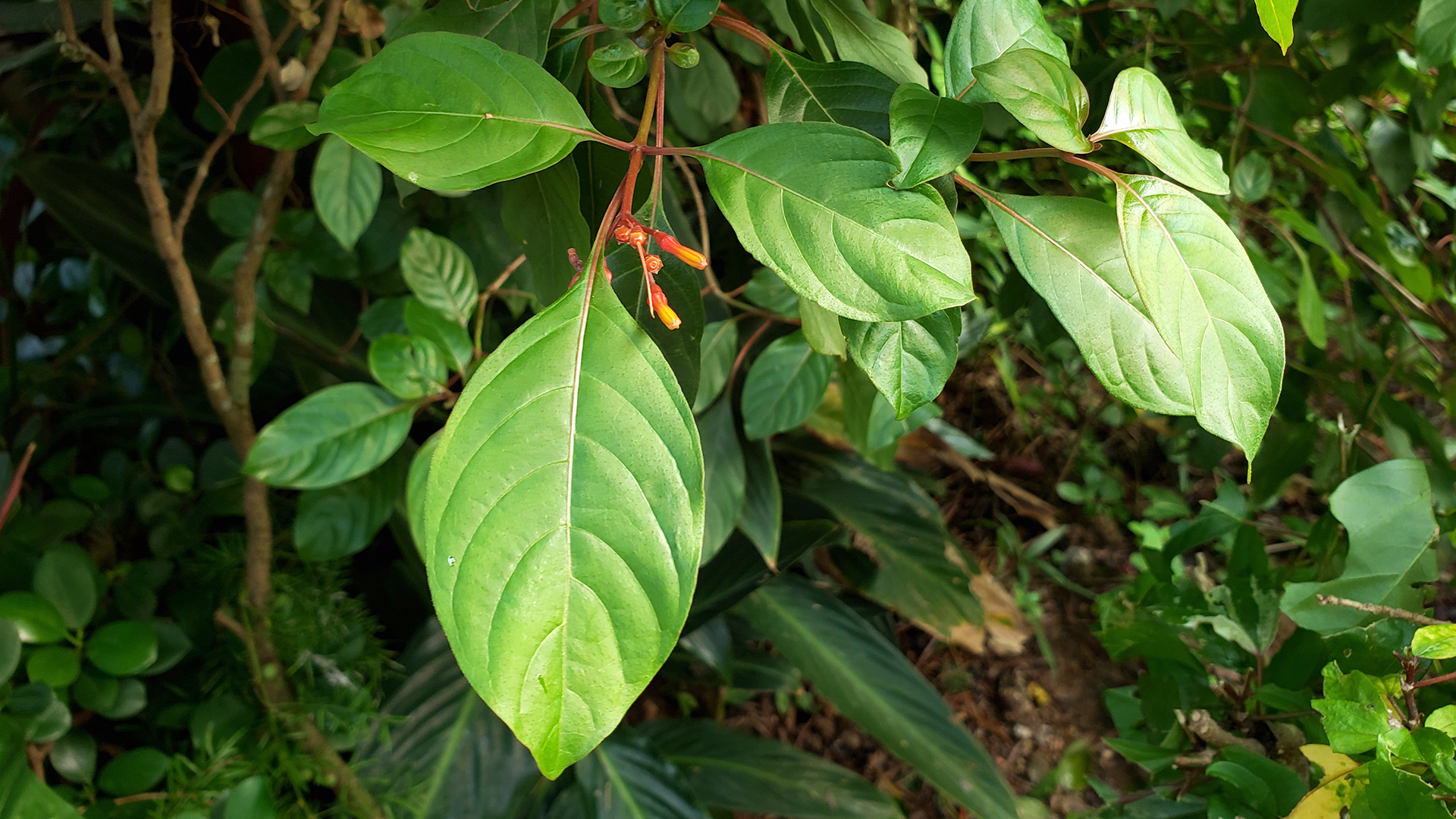绿化香港运动 - 绿化知多少 - 香港观赏植物照片廊 - 灌木