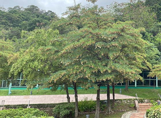 Elaeocarpus hainanensis Large Image 1