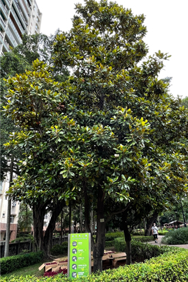 Magnolia grandiflora Large Image 1